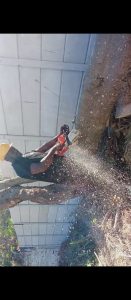 tree cutting cape town