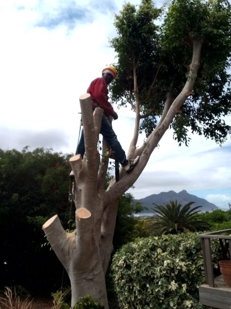 tree felling service cape town