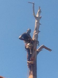 tree felling cape town