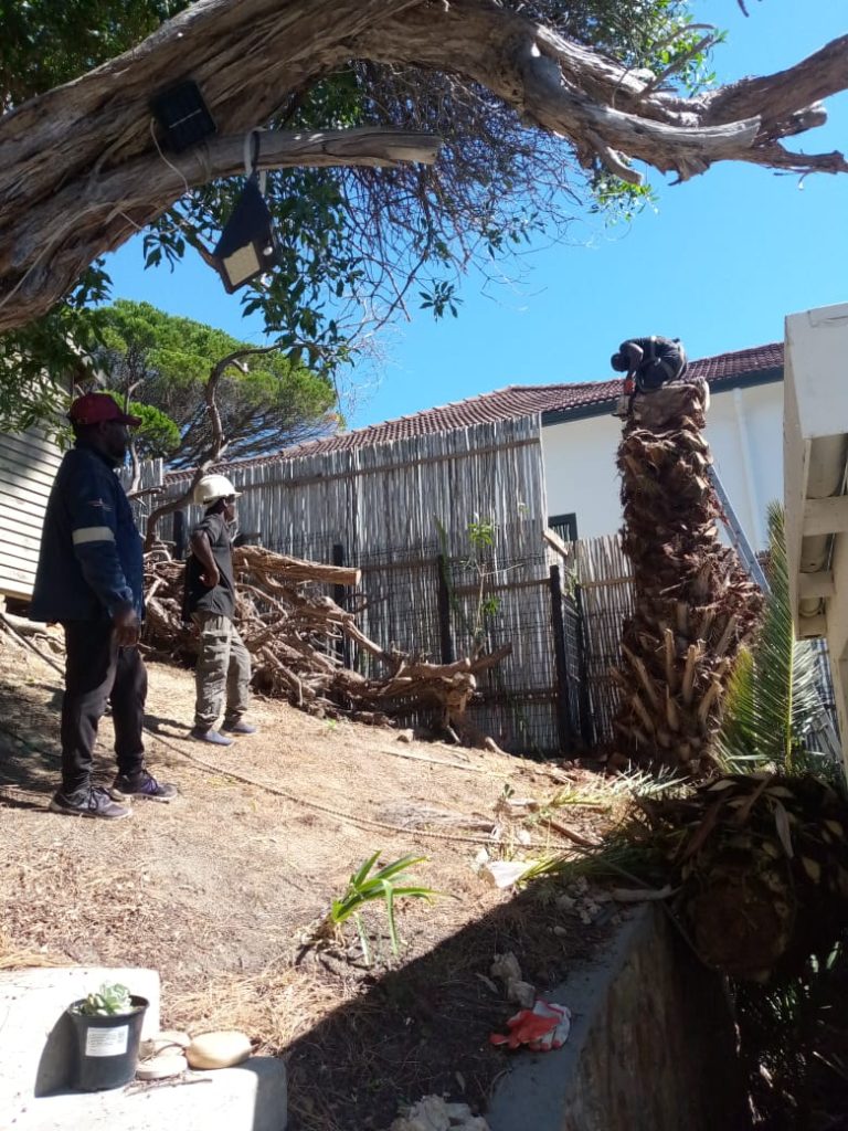 tree felling cape town