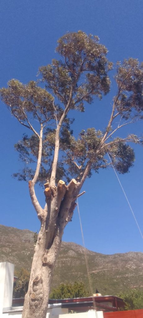 tree pruning cape town