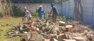 stump removal cape town