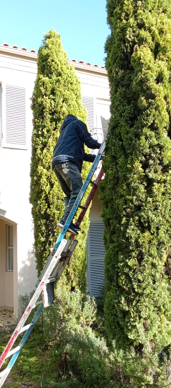 tree pruning services cape town