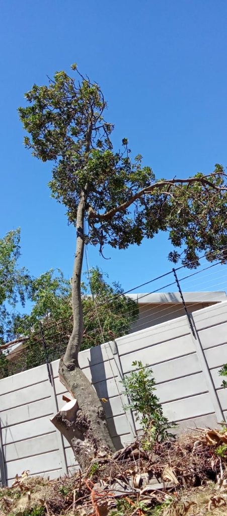 tree felling in cape town