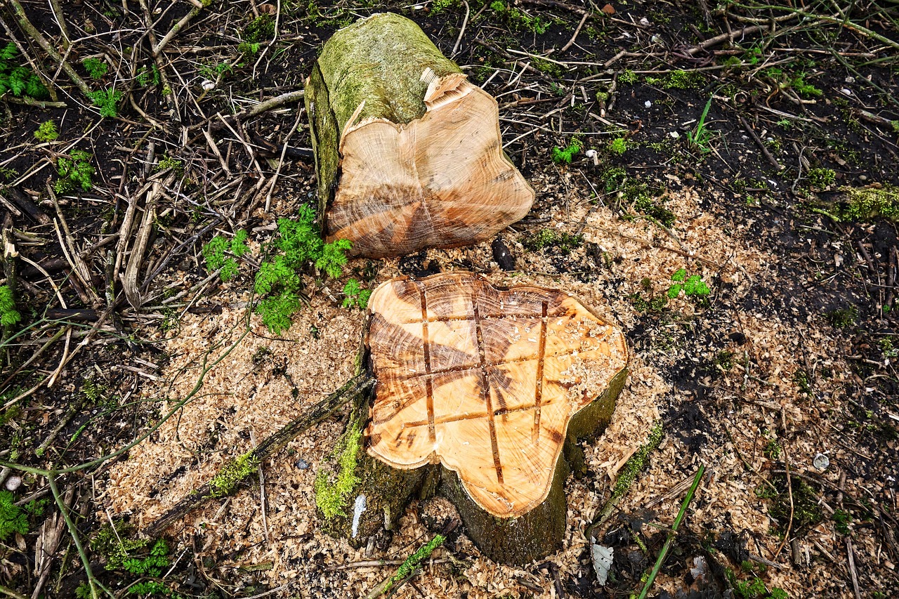 stump grinding and removal in cape town